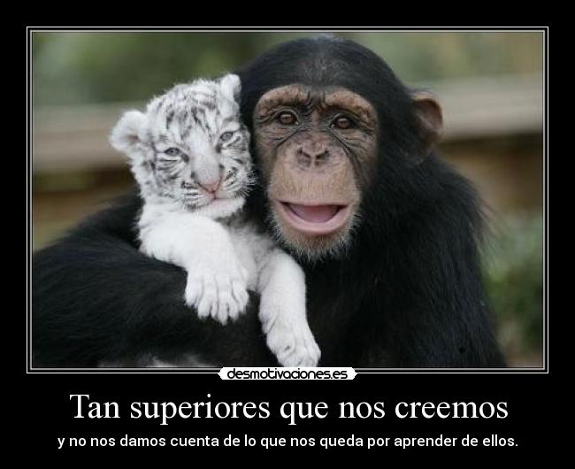 Tan superiores que nos creemos - y no nos damos cuenta de lo que nos queda por aprender de ellos.