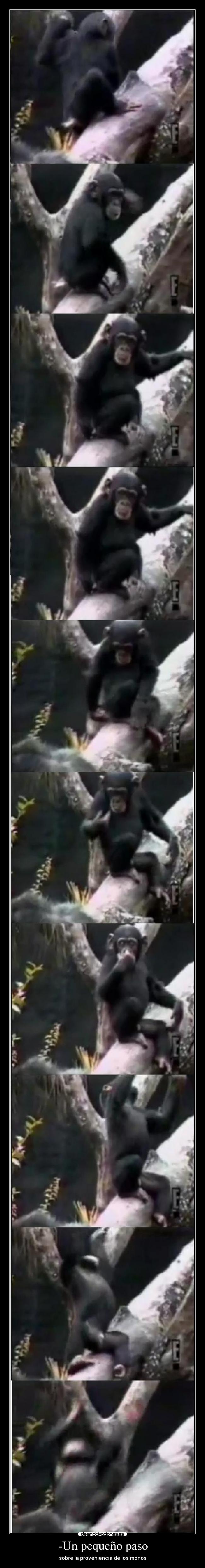-Un pequeño paso - sobre la proveniencia de los monos