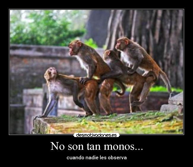 No son tan monos... - cuando nadie les observa