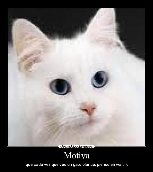 Motiva - que cada vez que veo un gato blanco, pienso en walt_k