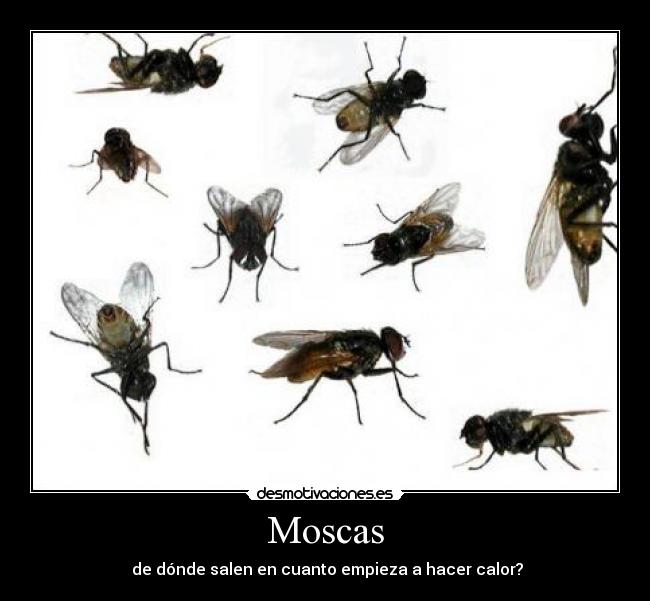 Moscas -