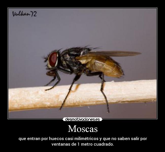 Moscas - que entran por huecos casi milimétricos y que no saben salir por
ventanas de 1 metro cuadrado.