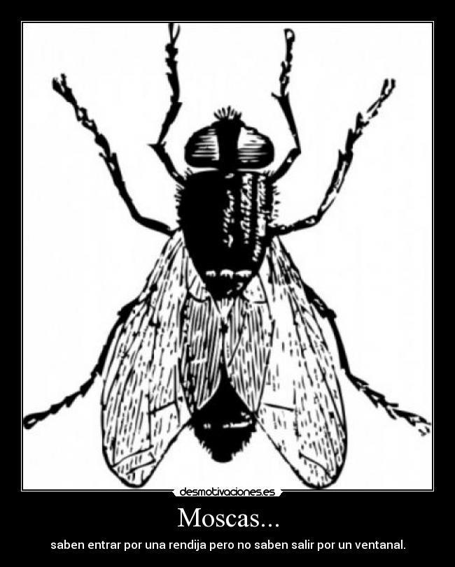 Moscas... - saben entrar por una rendija pero no saben salir por un ventanal.