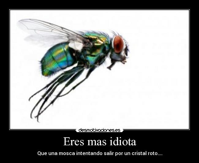 Eres mas idiota -