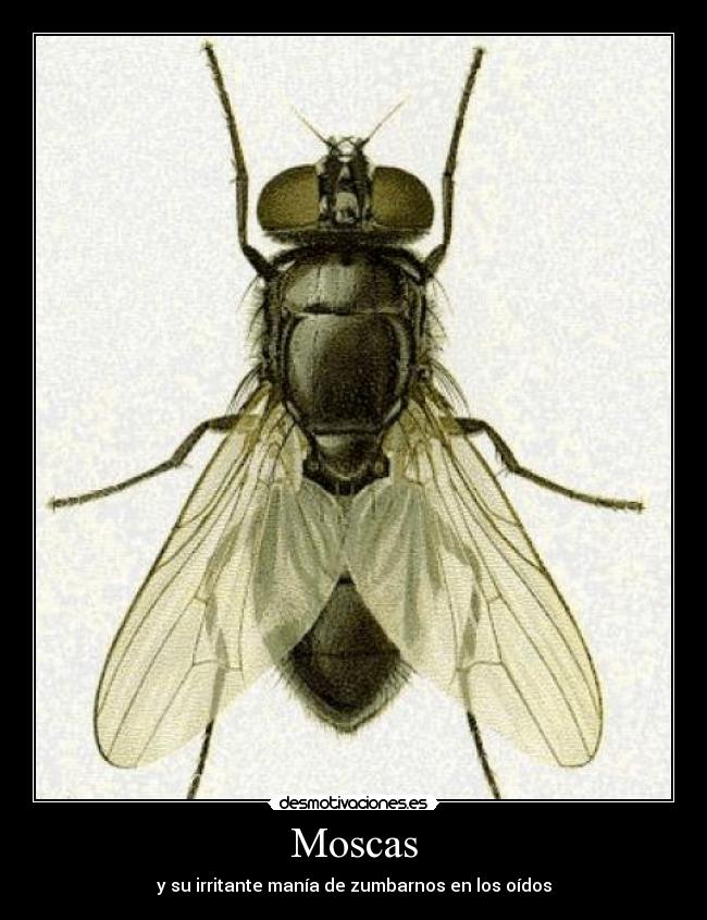 Moscas - y su irritante manía de zumbarnos en los oídos