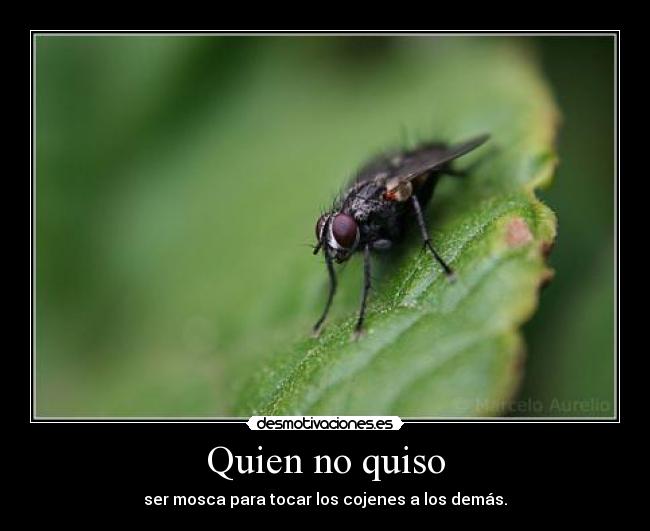 Quien no quiso - ser mosca para tocar los cojenes a los demás.