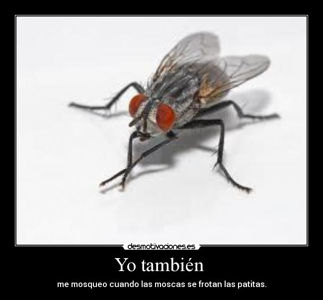 Yo también - me mosqueo cuando las moscas se frotan las patitas.