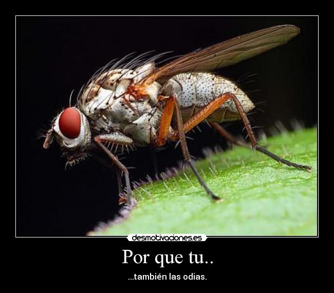 Por que tu.. - ...también las odias.