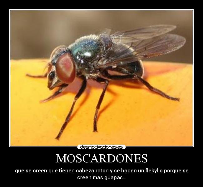 MOSCARDONES - 
