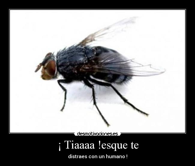 ¡ Tiaaaa !esque te - distraes con un humano !