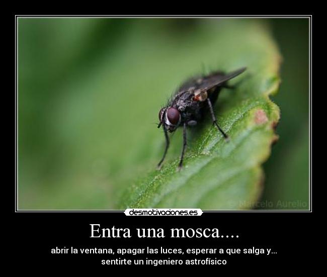 Entra una mosca.... -