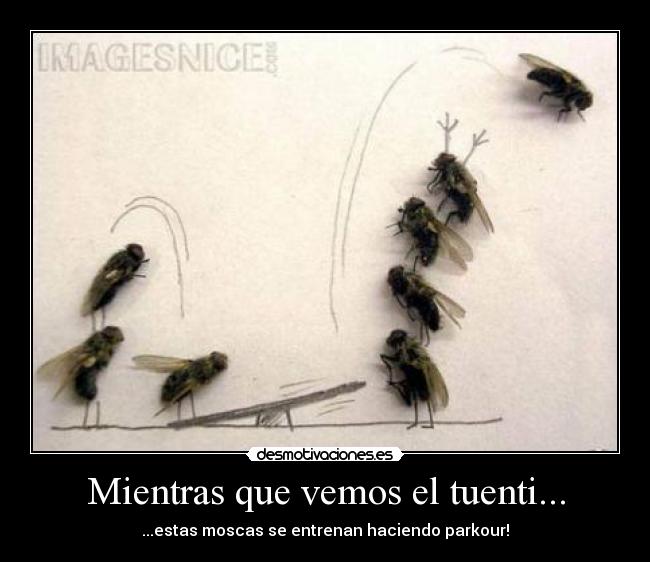 Mientras que vemos el tuenti... - ...estas moscas se entrenan haciendo parkour!