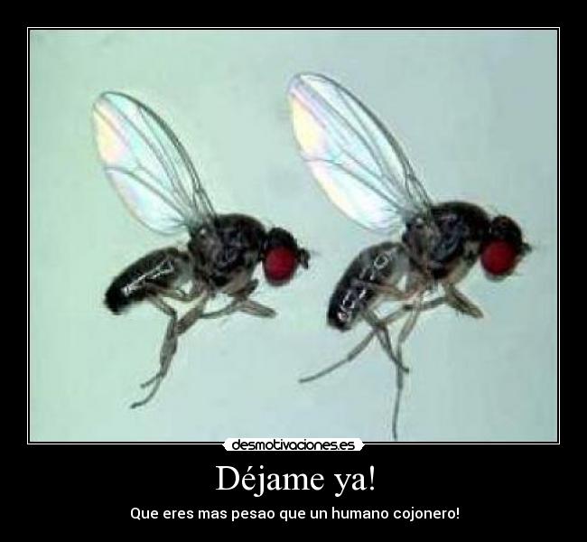 Déjame ya! - 