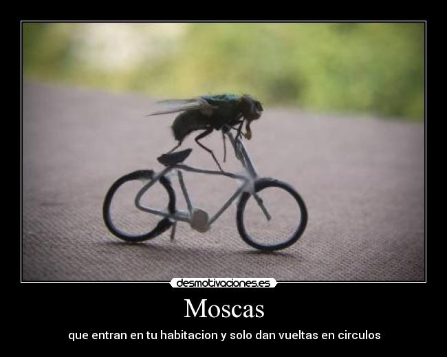 Moscas - que entran en tu habitacion y solo dan vueltas en circulos