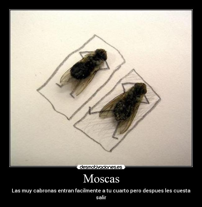 Moscas - Las muy cabronas entran facilmente a tu cuarto pero despues les cuesta salir