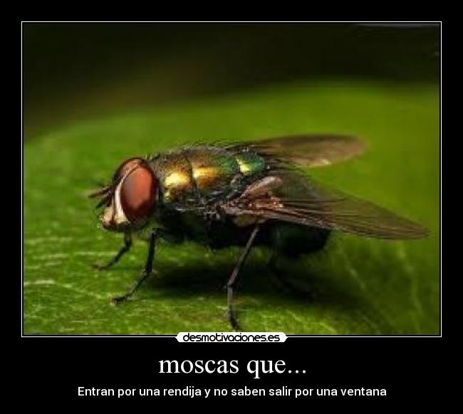 moscas que... -
