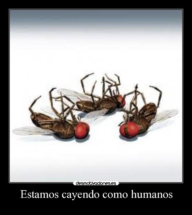 carteles moscas desmotivaciones