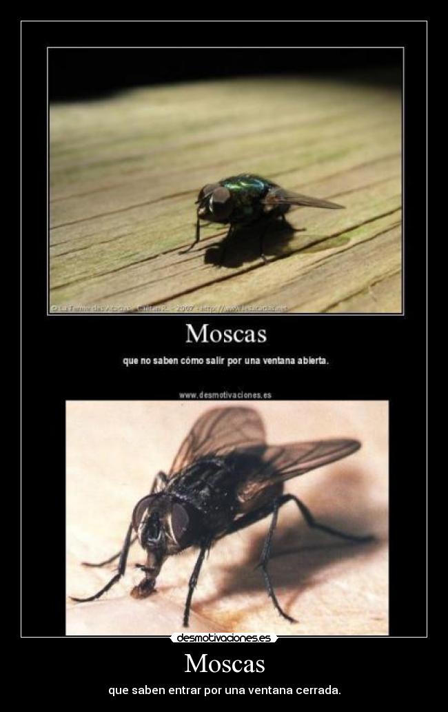 Moscas - 