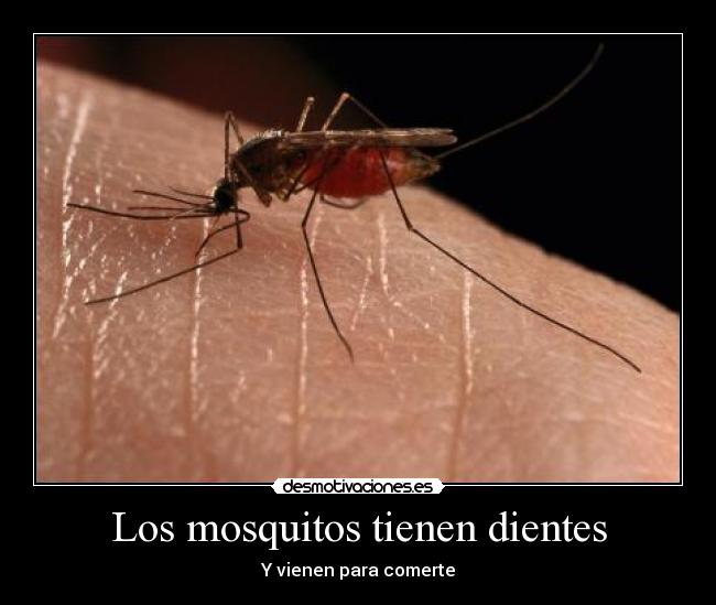 Los mosquitos tienen dientes - 