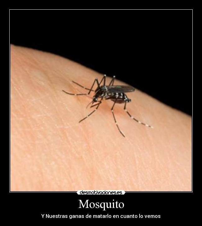 Mosquito - 