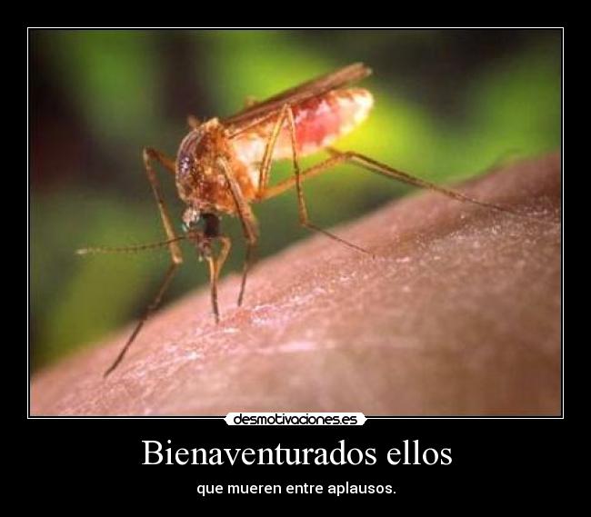 Bienaventurados ellos - 