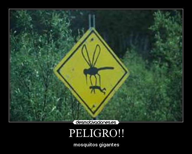 PELIGRO!! - mosquitos gigantes