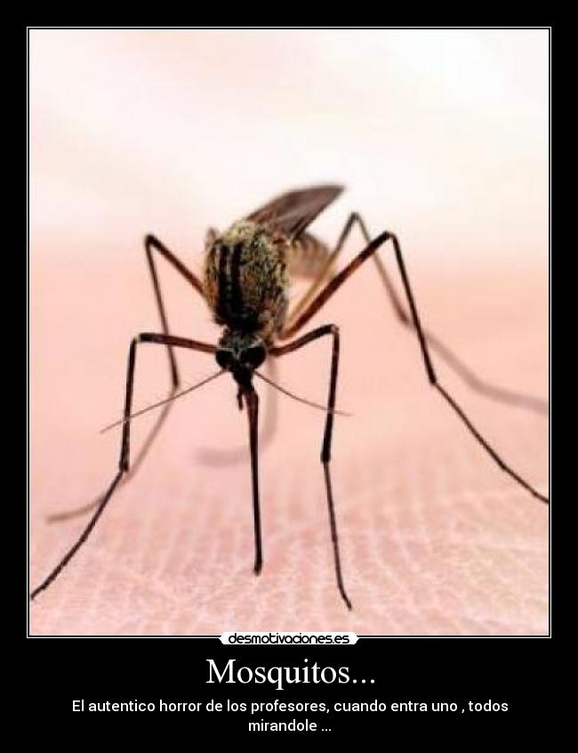 Mosquitos... - El autentico horror de los profesores, cuando entra uno , todos mirandole ...