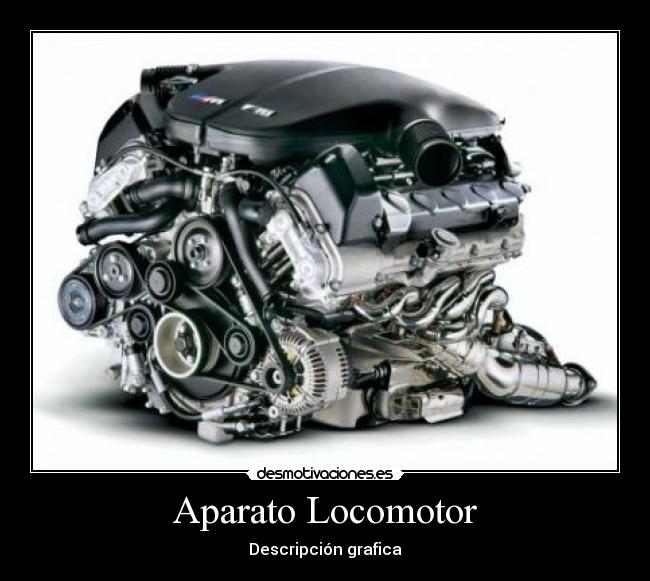 Aparato Locomotor - Descripción grafica