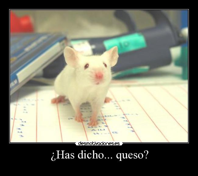 ¿Has dicho... queso? - 