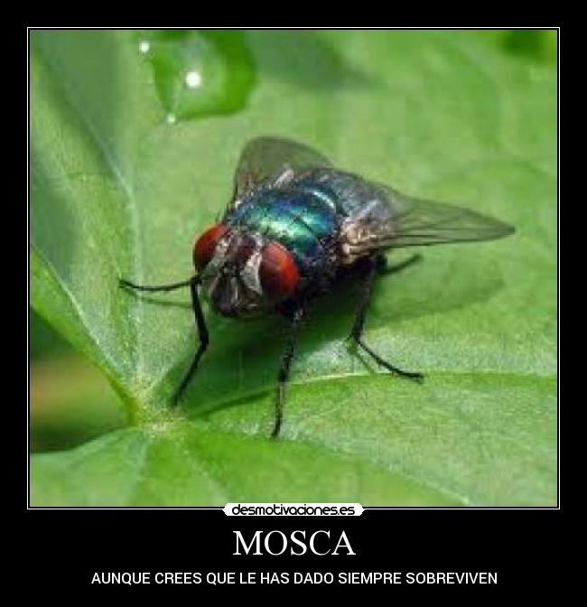 MOSCA -