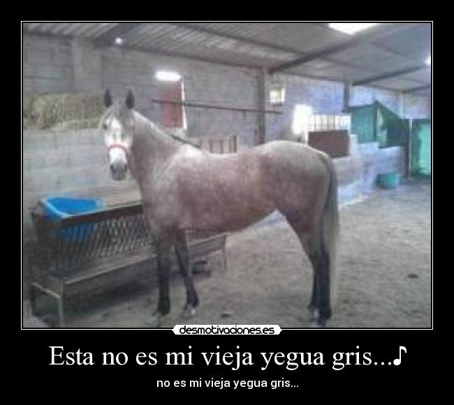 Esta no es mi vieja yegua gris...♪ -