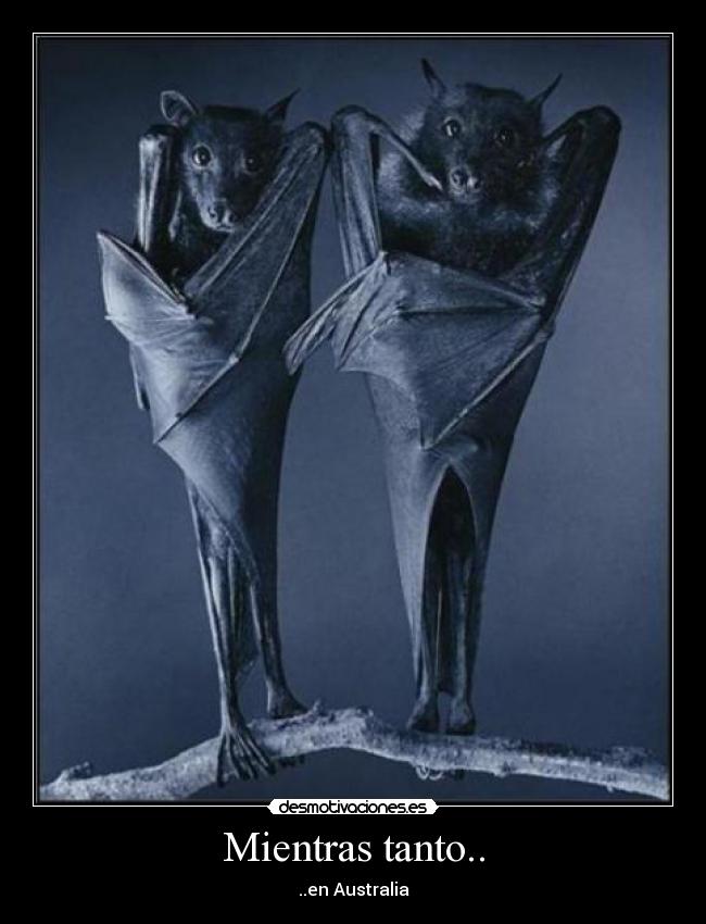 Mientras tanto.. - ..en Australia