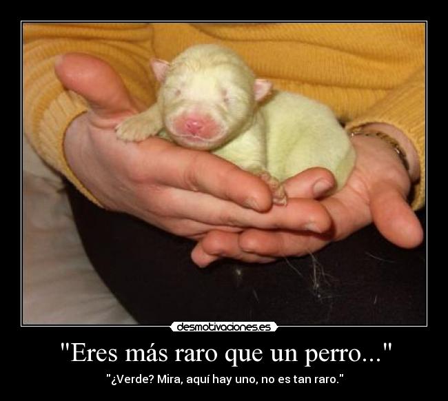 Eres más raro que un perro... -