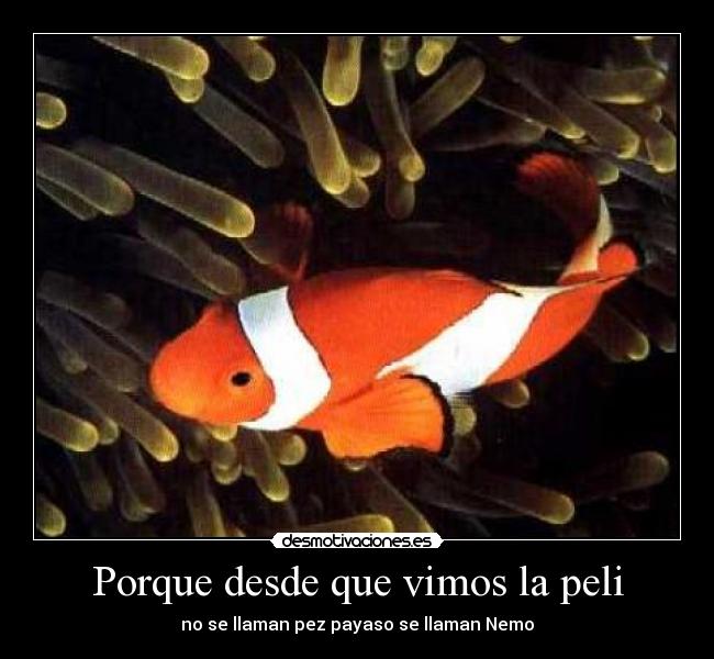 Porque desde que vimos la peli - no se llaman pez payaso se llaman Nemo