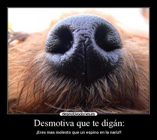 Desmotiva que te digán: - ¡Eres mas molesto que un espino en la nariz!!