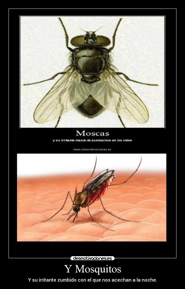Y Mosquitos - Y su irritante zumbido con el que nos acechan a la noche.