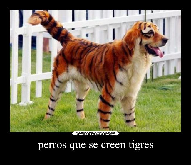 perros que se creen tigres - 