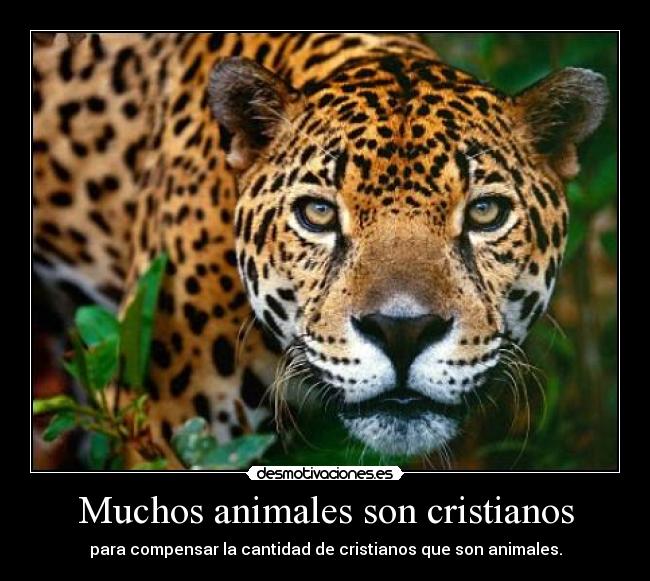 Muchos animales son cristianos - 