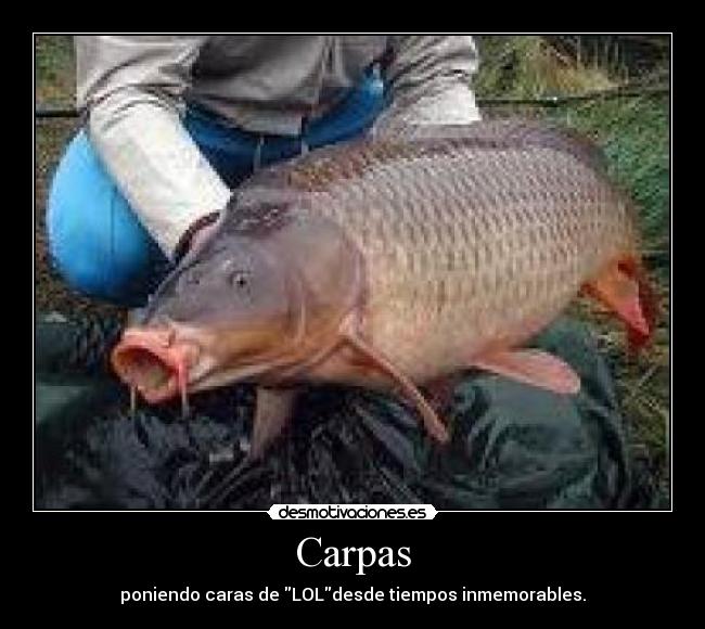 Carpas - poniendo caras de LOLdesde tiempos inmemorables.