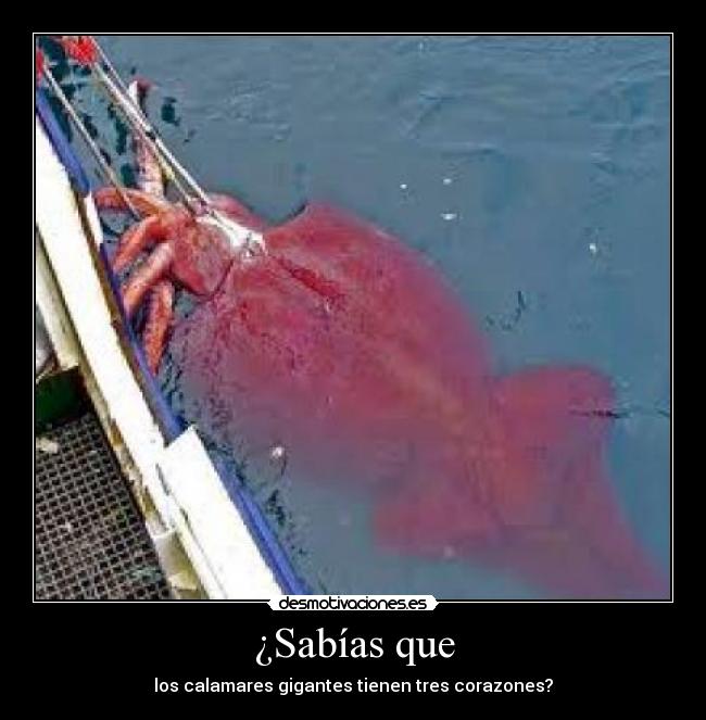 ¿Sabías que - los calamares gigantes tienen tres corazones?
