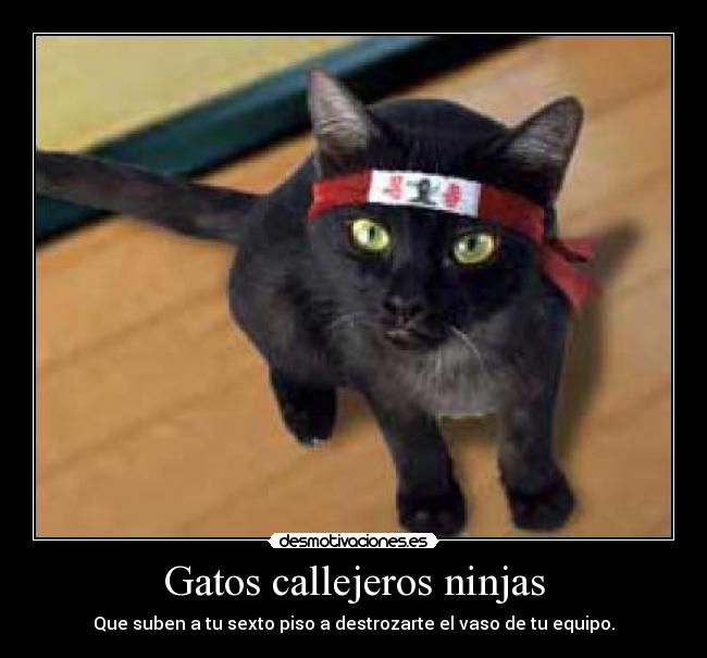 Gatos callejeros ninjas - 