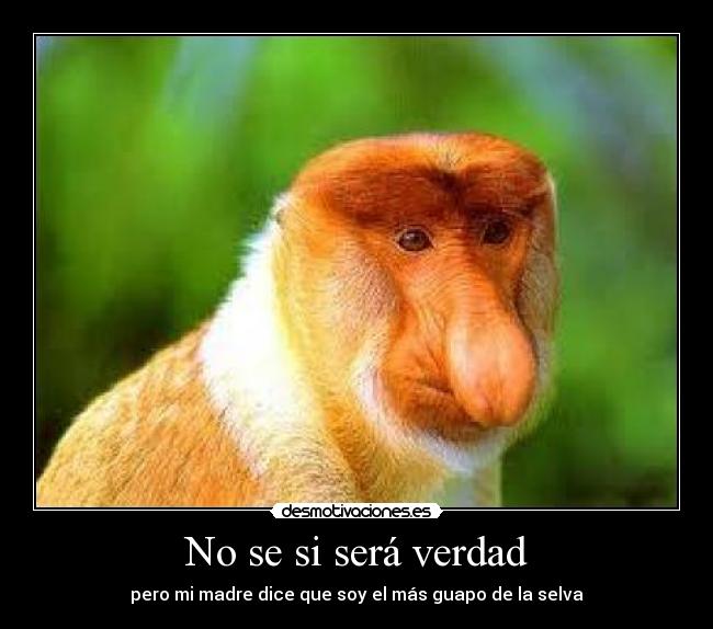 No se si será verdad - pero mi madre dice que soy el más guapo de la selva