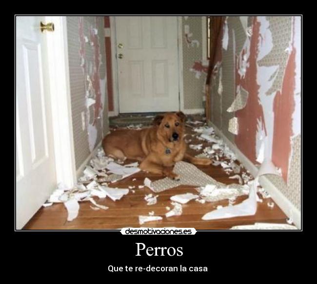 Perros - Que te re-decoran la casa