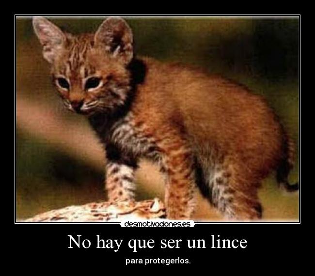 No hay que ser un lince - para protegerlos.