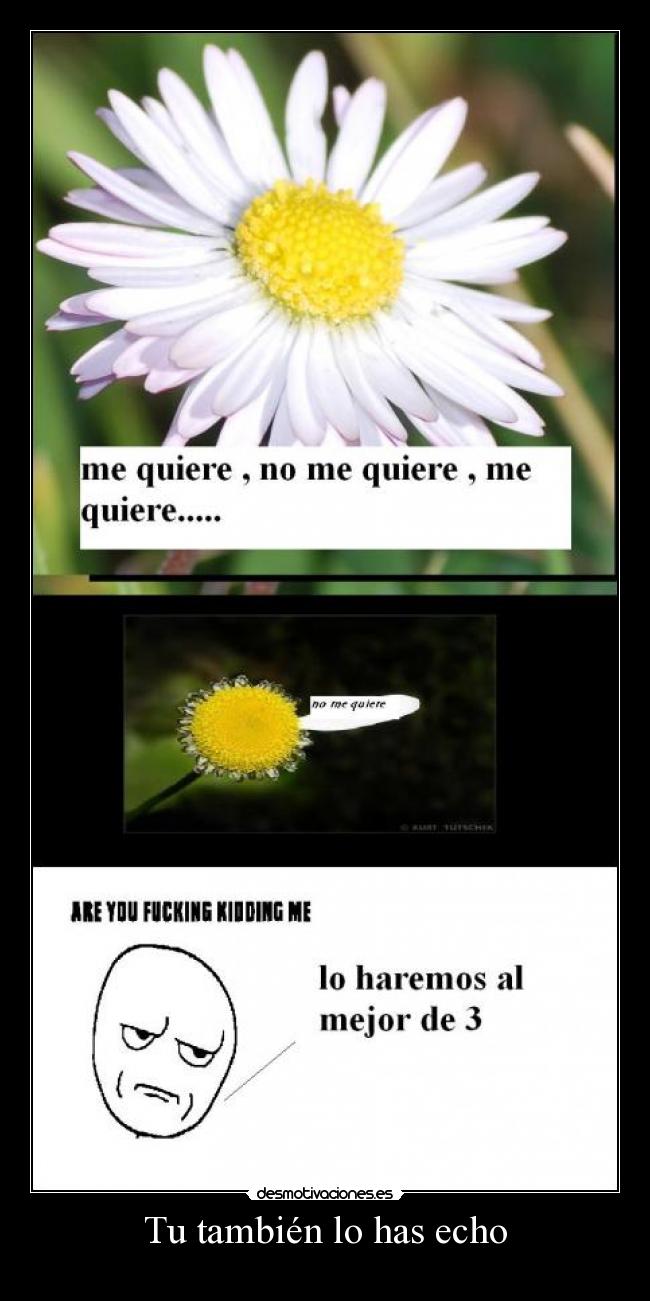 Tu también lo has echo -