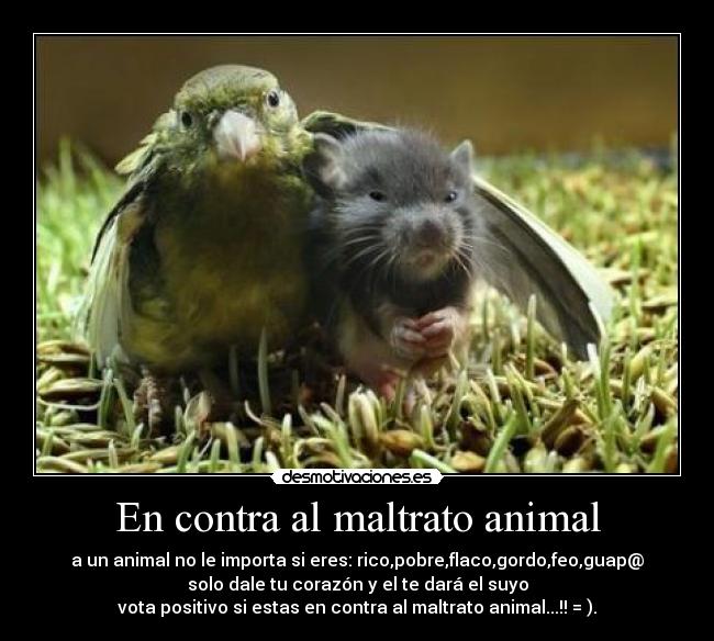 En contra al maltrato animal - a un animal no le importa si eres: rico,pobre,flaco,gordo,feo,guap@
solo dale tu corazón y el te dará el suyo
vota positivo si estas en contra al maltrato animal...!! = ).