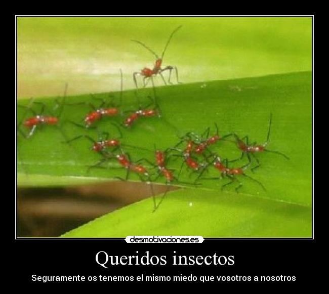 carteles queridos insectos desmotivaciones
