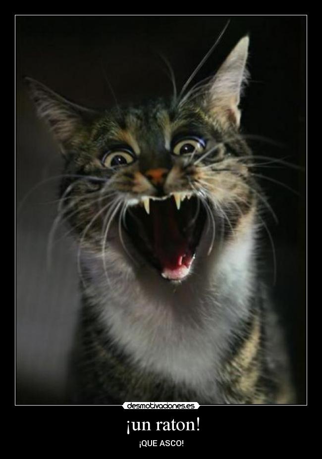 ¡un raton! -