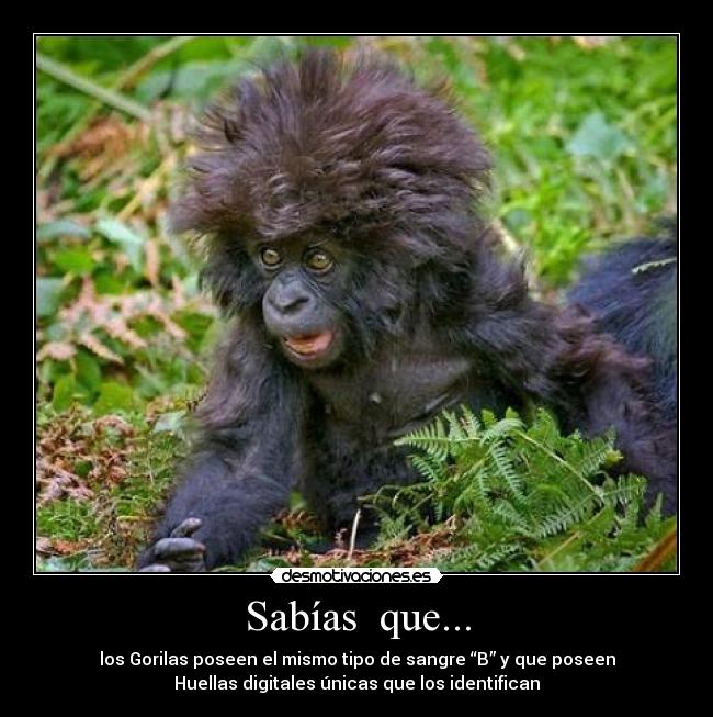 Sabías que... - los Gorilas poseen el mismo tipo de sangre “B” y que poseen
Huellas digitales únicas que los identifican