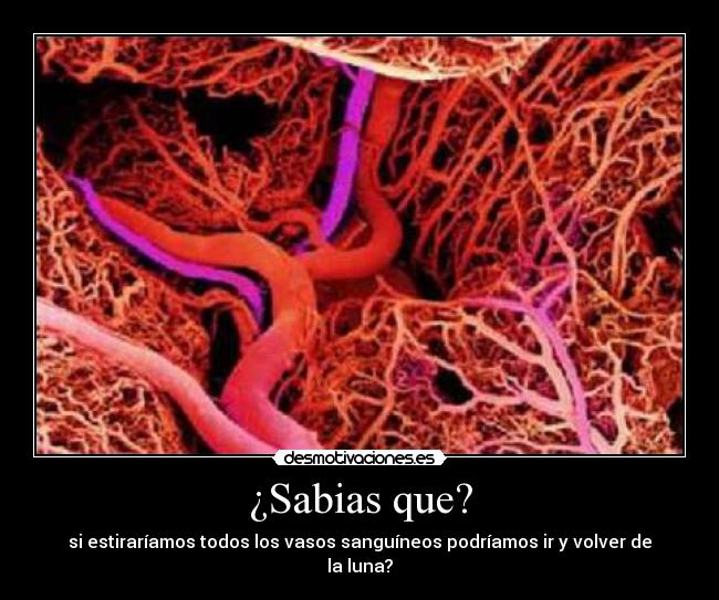 ¿Sabias que? -